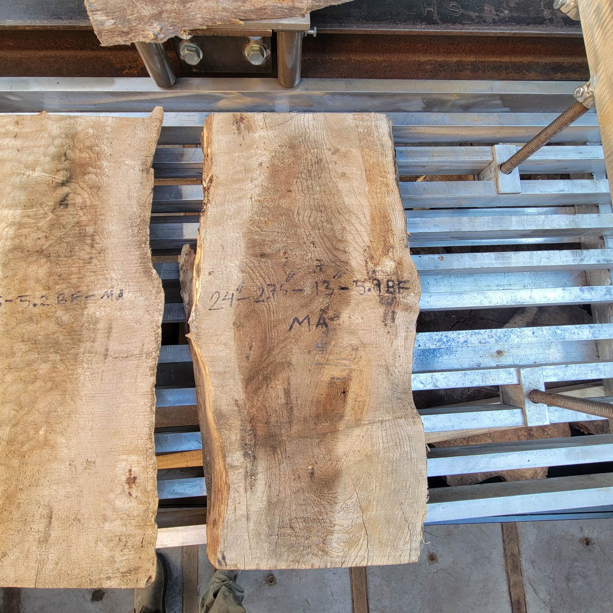 Big Leaf Maple